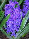 Hyacinthus Orientalis